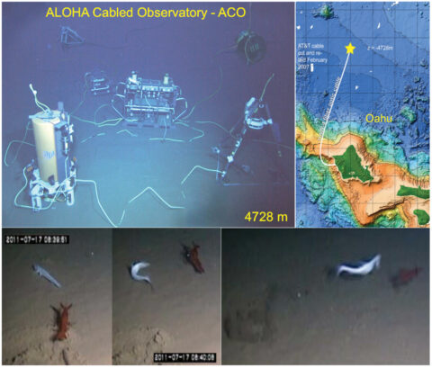 Fig. 1. (top right) The ALOHA Cabled Observatory (ACO) is at Station ALOHA (A Long-Term Oligotrophic Habitat Assessment; 22°45’N, 158°W, 4728-meter water depth), north of Oahu, Hawaii. (top left) Shown are the main “node” with acoustic Doppler current profilers and conductivity-temperature sensor, camera, and lights (right); secondary node with conductivity-temperature-depth-oxygen sensor and fluorometer sensors (left); junction box with hydrophone and pressure (just left of node); and (pasted in the background) the cable termination (left) and thermistor array/acoustic modem (right). (bottom) The video frames show a lizard fish attacking an aristeid shrimp, a rare event lasting about 1 second.