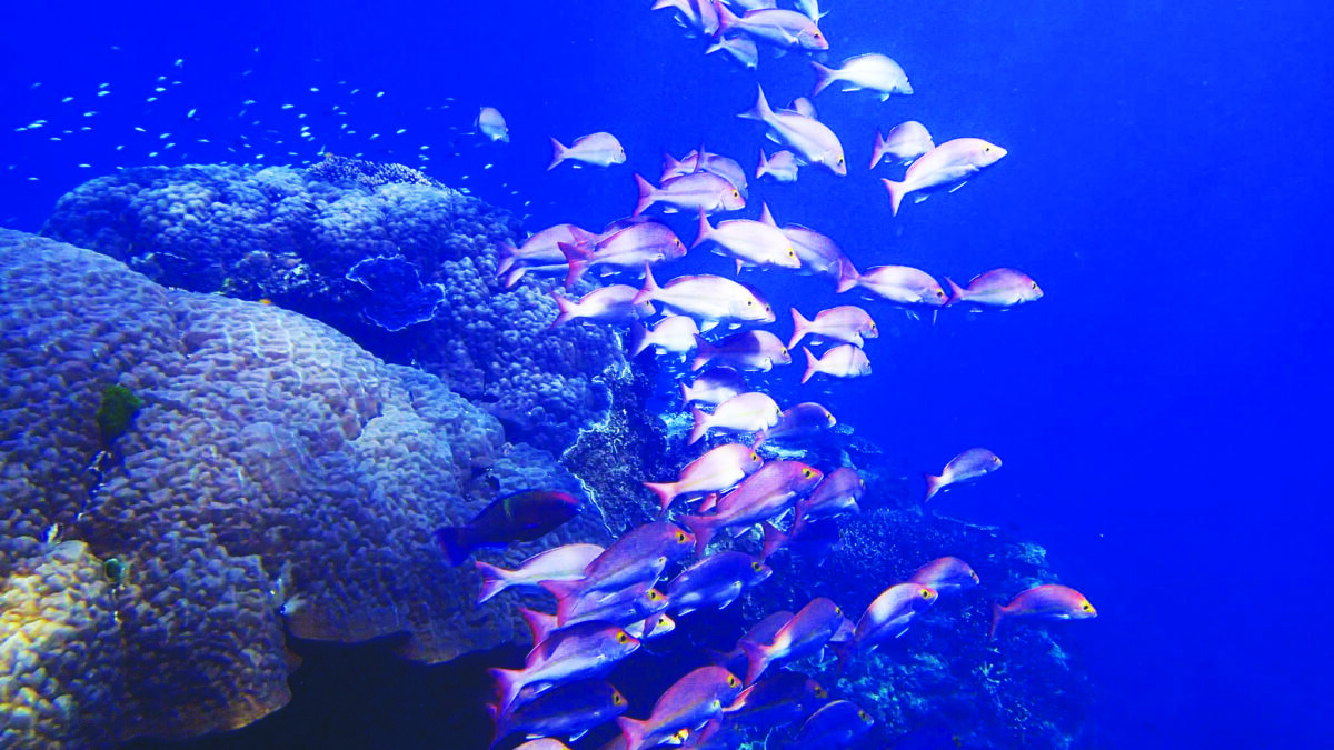 Ocean acidification in the Great Barrier Reef