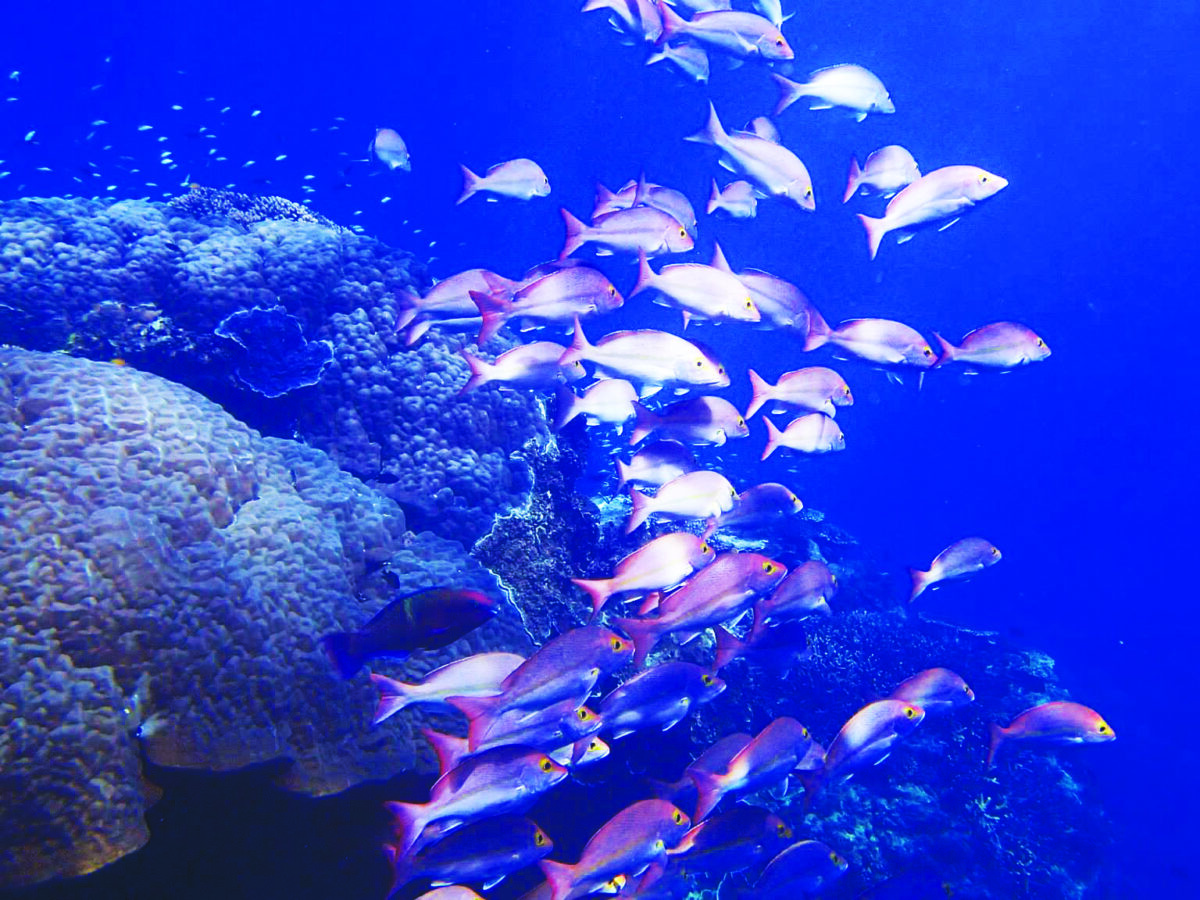 Ocean acidification in the Great Barrier Reef
