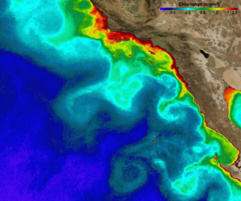 Chlorophyll concentrations off the southern California/Baja coast in September 2003, showing eddies that transport sardine larvae away from the coast. Credit: Karen Nieto/MODIS Aqua