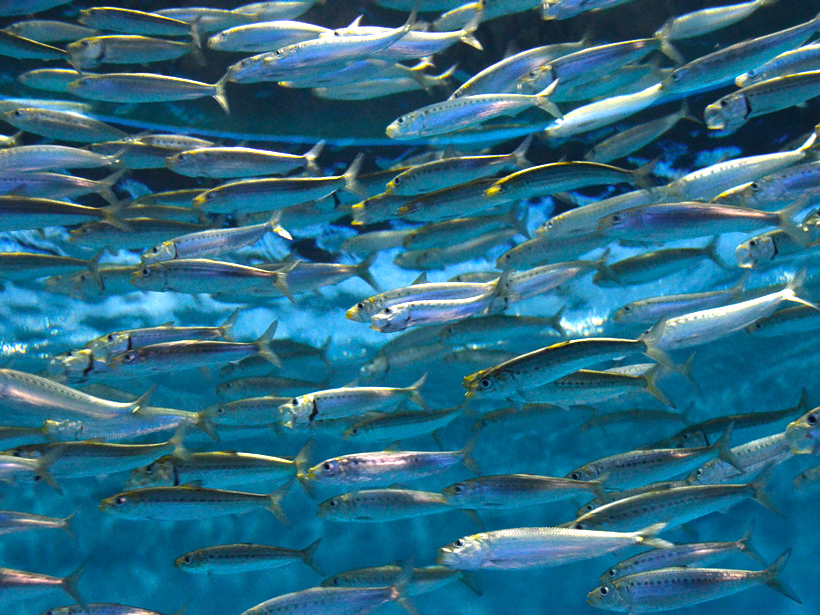 Survival of Young Sardines Flushed Out to Open Ocean - Eos