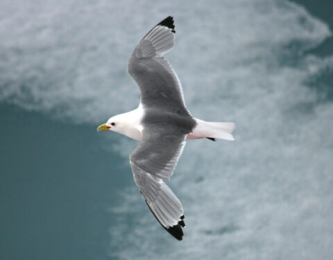 A black-winged kittiwake flying over the ice. Credit: Sarah Wong