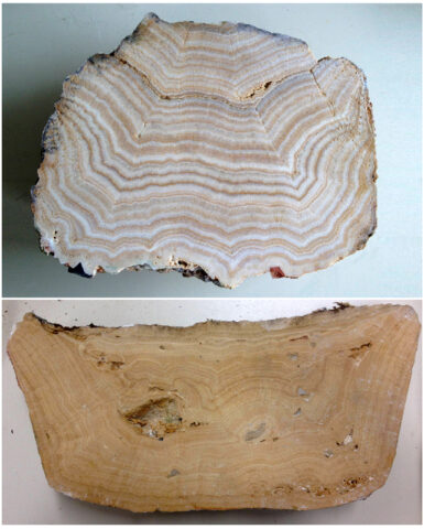 Two samples of sinter from Roman aqueducts, showing distinct banded layers. These layers typically represent seasonal cycles. Credit: Cees Passchier