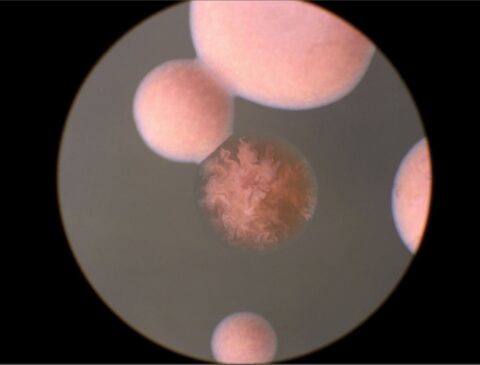 Although normal haloarchaea are bubblegum pink, the mutants change color. Scientists are not sure why they manifest in such strange color patterns. Credit: Shil DasSarma and Priya DasSarma