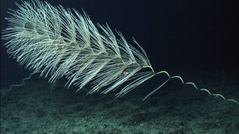 Iridogorgia magnaspiralis, the tallest deep sea coral in the world discovered to date, found in the PMNM. Credit: NOAA-HURL Archives