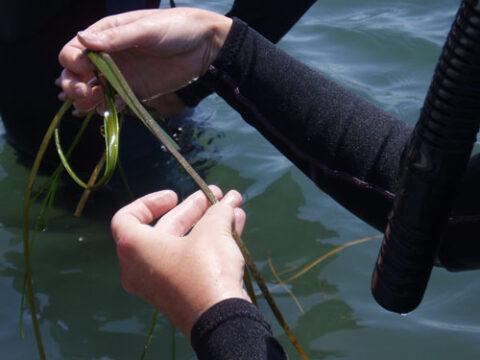 Teachers investigate the ecology of the submersed plant, Zostera marina, in a Virginia coastal lagoon. Credit: Laura Murray