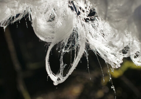 Close-up photo of melting hair ice, showing tiny water droplets on the ice filaments. Credit: Hofmann et al., Biogeosciences, 2015 CC BY-NC-SA 4.0