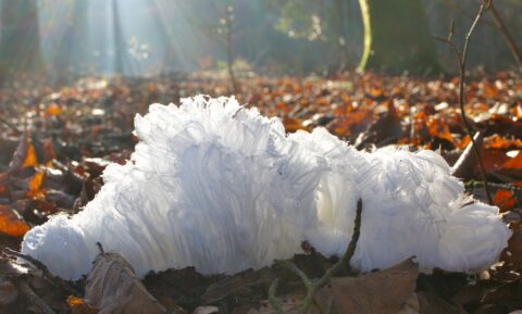 Hair ice found in a forest near Moosseedorf, Switzerland. Credit: Christian Mätzler CC BY-NC-SA 4.0