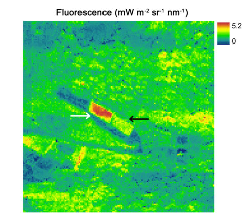 Chlorophyll molecules emit, as chlorophyll fluorescence, a small part of the absorbed light not used for photosynthesis. Florescence reflects the efficiency of photosynthesis and can be used to detect stress in plants that may appear healthy to the eye. Here, the herbicide-treated field marked by the white arrow emits more fluorescence compared to the control field marked by the black arrow. Credit: University of Milano-Bicocca
