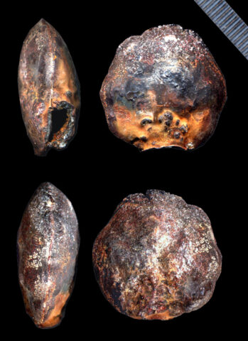 : Clam-like structures have a rough symmetry to them and always grow outward from a single point of attachment. Credit: Nieves Lopez