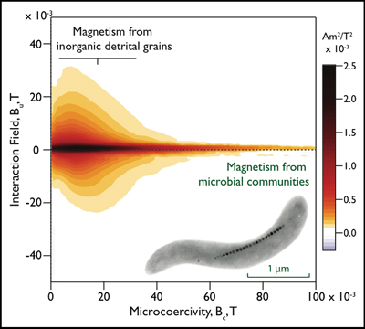Visualization of the first-order reversal curve distribution for a marine sediment sample collected from the western margin of the Iberian Peninsula. Magnetic grains derived from detrital processes, such as erosion and transport, have lower coercivities with higher magnetic interactions than magnetic grains produced by microbial organisms (such as the gray image of the magnetotactic bacterium that represents the data at the bottom right of the graph). Such mixtures can be analytically “unmixed” to track various inputs to sedimentary systems. Credit: R.B. Frankel (magnetotactic bacteria), Joy Murasko and Richard J. Harrison (FORC data).