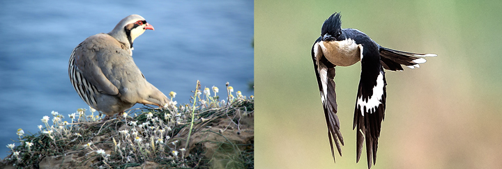 Fig. 1. (left) The chukar partridge, associated with the mythical chakora. According to fables, the chakora survives by eating moonbeams, and it is a symbol of intense, often unrequited, love. Credit: Miltos Gikas, CC BY 2.0. (right) Koshy Koshy, CC BY 2.0