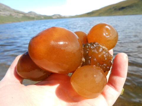 Sea tomatoes thrive in the harsh environment of Arctic lakes and can even weather multiple winters. Bigger sea tomatoes may be 25 years old, according to researchers. Credit: Jessica Trout-Haney