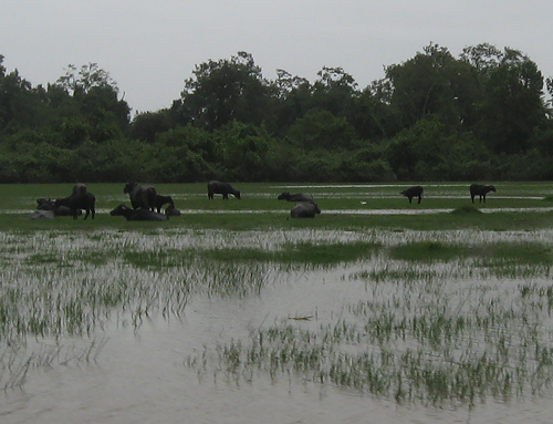 Buffalo graze and rest in a wetland in tropical Amapá state in Brazil. Some scientists attribute a mysterious renewed rise in atmospheric methane, a greenhouse gas, since 2007 to shifting climate patterns that increased tropical rainfall. Credit: Dr. Luciana Vanni Gatti, CCST/INPE, Brazil