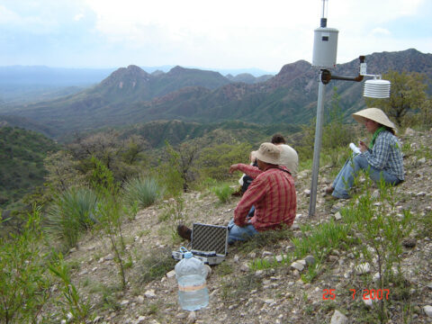 The oak savanna biome at the Sierra Los Locos, Sonora, meteorological site. Credit: Enrique Vivoni. Used with permission.