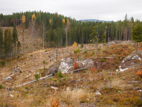 A clear-cut site near the town of Balsjö in northern Sweden. Increased dissolved organic carbon in boreal forest streams due to forest harvesting could also disrupt downstream ecosystems. Credit: Martyn Futter