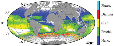 Climatology for the month of January (Sea-viewing Wide Field-of-view Sensor data, 1998–2010) of the dominant phytoplankton groups (Phaeocystis-like diatoms, Synechococcus-like cyanobacteria, Prochlorococcus, and nano-eukaryotes). Improved phytoplankton functional type algorithms are anticipated from the next generation of hyperspectral OC satellites. Credit: IOCCG Report 15