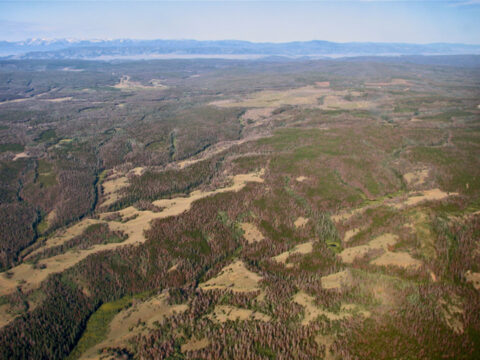 Billions of trees have died across western North America in a decade-long bark beetle epidemic. Researchers are trying to learn how forest die-off impacts water supplies. Credit: Juan Fernandez, NCALM