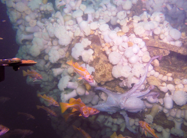 View of the port bow of the wreck, showing the rub rail mounts and marine organisms, including a giant Pacific octopus. Credit: NOAA ONMS
