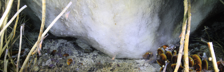 At deep asphalt volcano sites, gas hydrate outcrops, like this one seen in a panoramic view, form almost instantly.