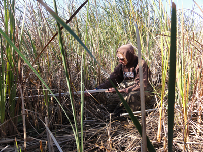 Measuring the fraction of photosynthetically active radiation absorbed by green vegetation at the restored wetland on Twitchell Island, Calif., November 2011.