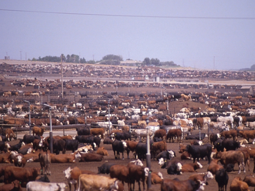 Livestock account for about a third of methane emissions in the United States, according to a new study.