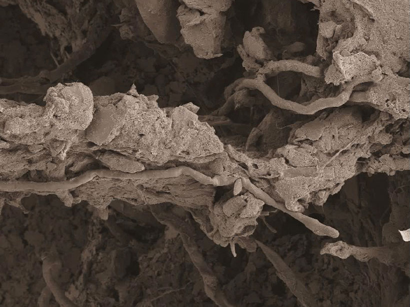 fungus-iron-magnesium