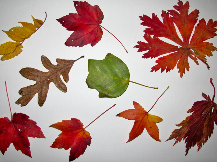 Diverse sizes shapes and colors of fallen leaves
