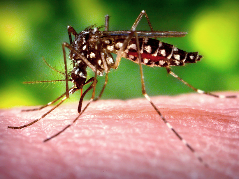 female-aedes-aegypti-mosquito-dengue-fever-9181-cdc-phil