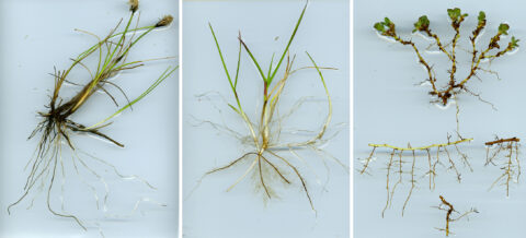 diversity in plant traits growing in the arctic