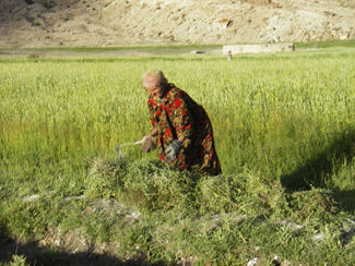 Warming temperatures are disrupting the agricultural routines and timing of villagers in the Pamir. Credit: Karim-Aly Kassam
