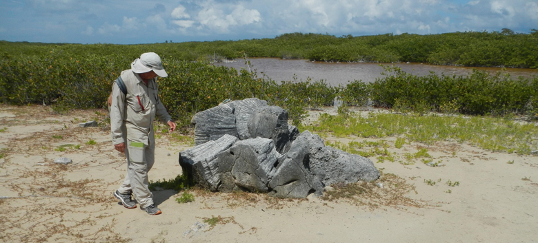 stray coral boulder was likely transported 230 meters inland by large waves or currents along the Atlantic shore of Anegada, British Virgin Islands.