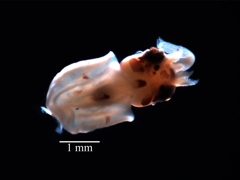 giant-squid-larva