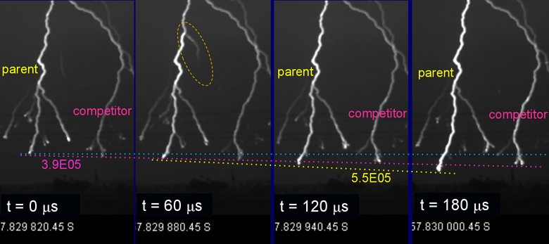 After a spark reconnects to its trunk, the parent leader speeds up and beats its sparkless competitor to the ground.