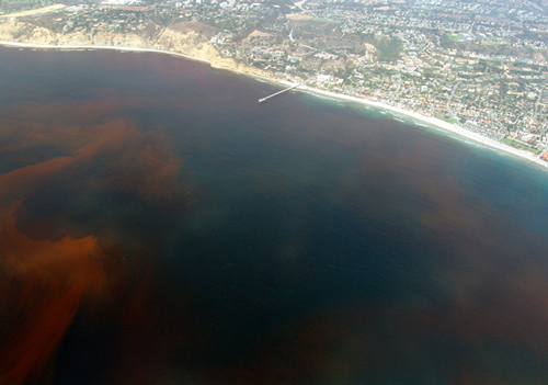 Red tide near Scripps pier in La Jolla