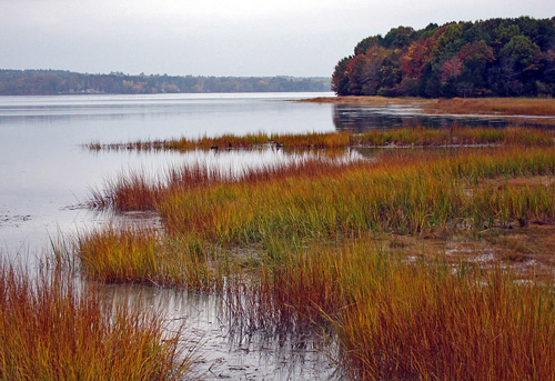 A saltwater marsh in Great Bay National Wildlife Refuge, Massachusetts.