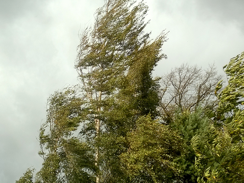 Trained storm reporters learn to use environmental cues, like these swaying trees, to determine wind speeds.