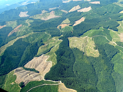 Unpaved roads in Oregon wiggle through forestland harvested by the timber industry.