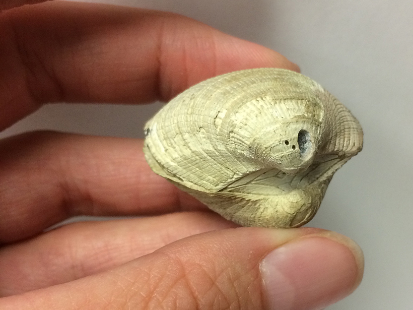 Mollusk shells reveal ocean warming episodes.