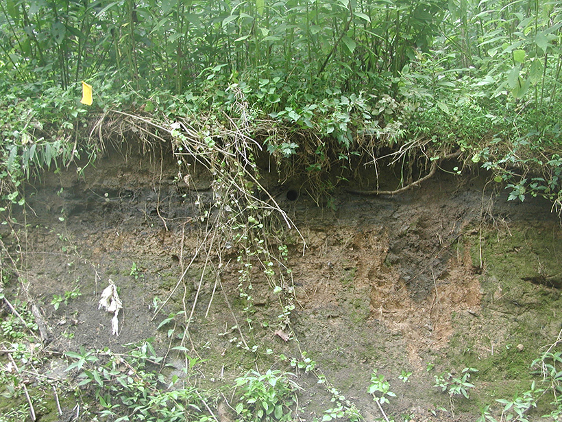 Soil profile in East Fork Poplar Creek in Oak Ridge, Tenn., shows physical and biological complexity and the susceptibility of soils to erosion.