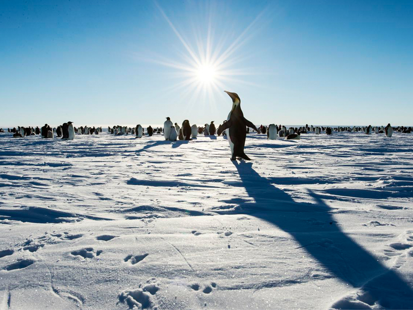 Wedell Sea ice source of Antarctic bottom water