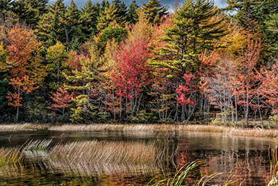 Marsh at Acadia National Park’s Eagle Lake