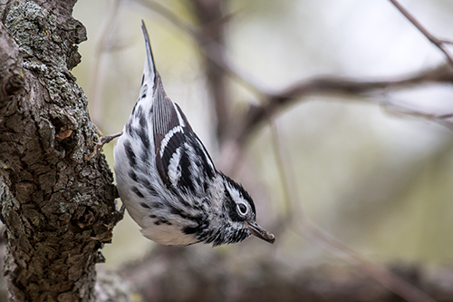 Black-and-white warbler (<em>Mniotilta varia</em>)