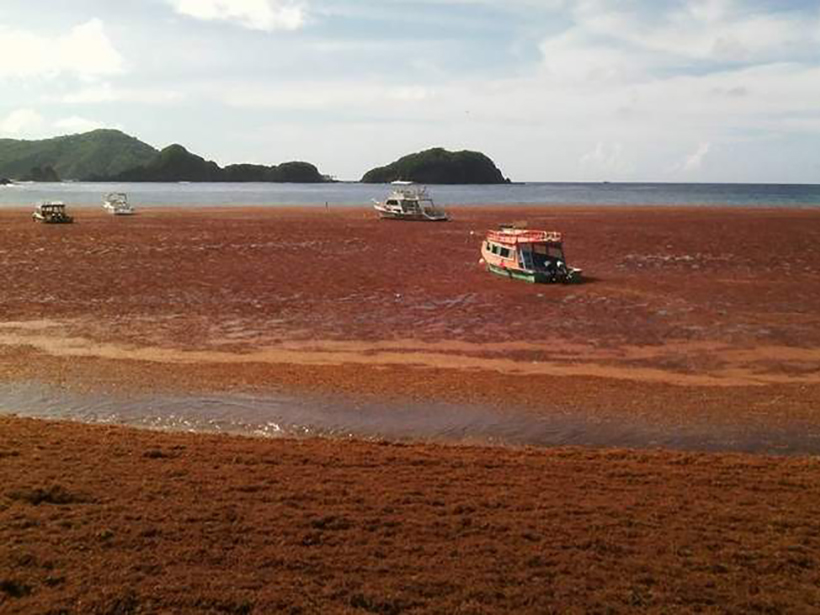Tobago 2015 Sargassum beaching