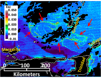 <em>Sargassum</em> Watch System shows large aggregations in the southern Caribbean
