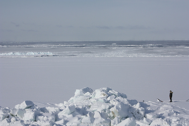 Local Iñupiat hunter looks at drifting sea ice near the edge of shorefast ice at Barrow, Alaska.