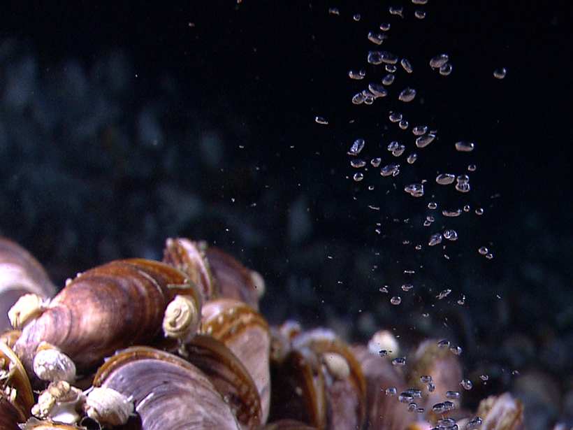 Mussels thrive on gas bubbles (likely methane) rising in the water column, which can be detected using multibeam sonar.