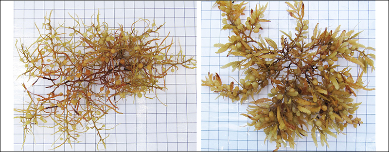 Sargassum natans and Sargassum fluitans