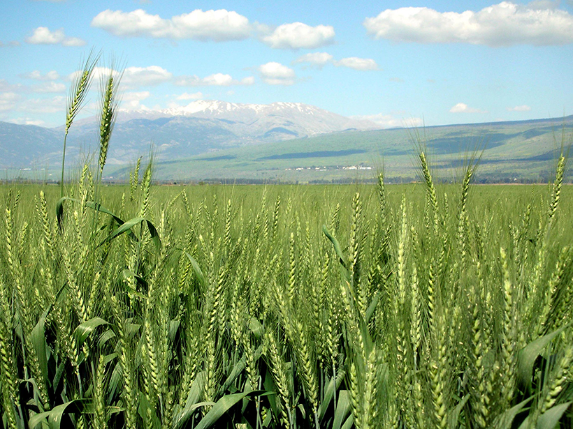 model-crop-loss-caused-by-greenhouse-gas-emissions-methane