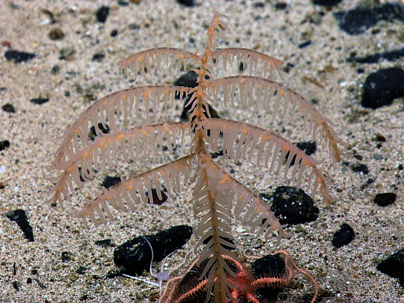 Small colony of the black coral Bathypathes.